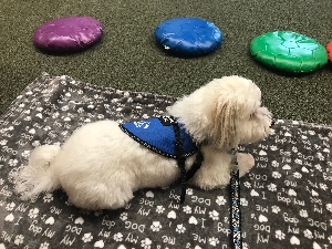 Read to a Therapy Dog!